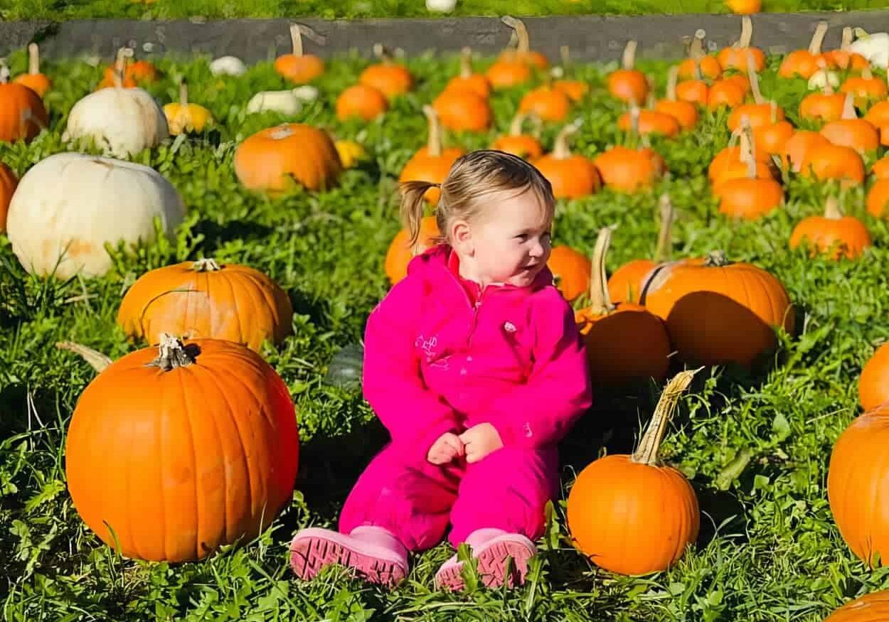 pumpkin-picking-valley-view-2024-7
